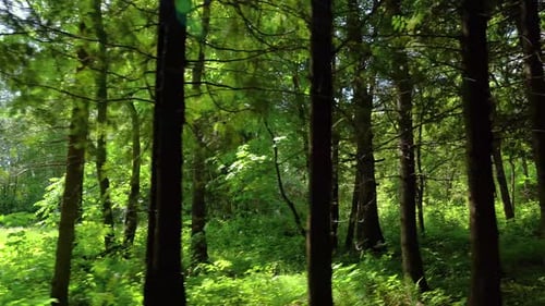 Walk among the tree trunks