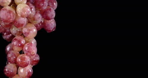 Bunch of Ripe Grapes with Water Drops.