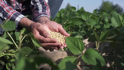 Freshly Harvested Soybean Grains Close Up Hands of Farmer Shows Soybeans in Jute Sack Slow Motion