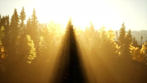Coucher de soleil radieux dans les montagnes avec la forêt