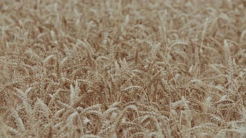 Golden Wheat Field Swaying in the Breeze