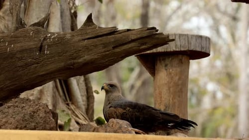 Ein grauer Falke thront auf einem Baum im brasilianischen Pantanal