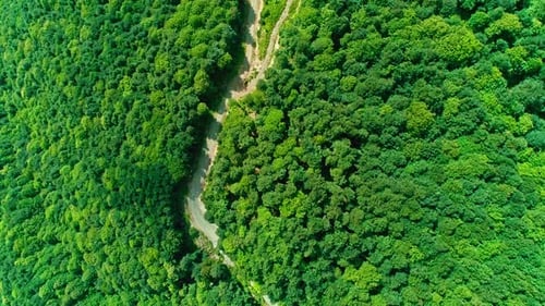 Vue aérienne des arbres (2K)