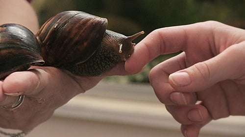 Caracol gigante africano