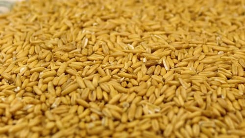 Grains of Raw Oat Groats Rotate Close-up