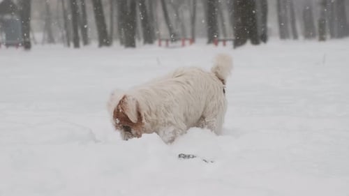 Small Dog Playing Joyfully in the Falling Snow