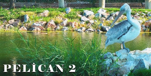 Pelican 2