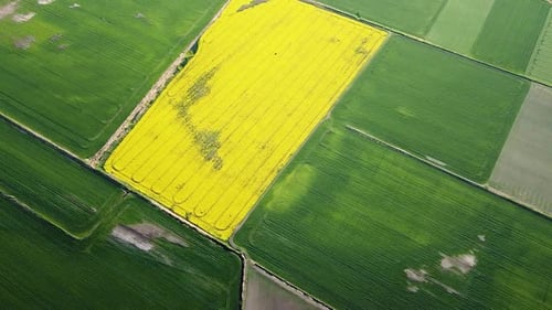 Aerial birdseye flight over blooming rapeseed (Brassica Napus) field, flying over yellow canola flow