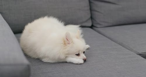 Pomeranian dog feel tired and sleep on sofa
