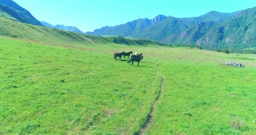 Flug über Wildpferdeherde auf Wiese. Spring Mountains Wilde Natur. Freiheitsökologie Konzept