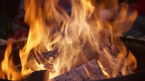 Сlose-up View of Campfire Bonfire Outdoors, Forks of Flame of Open-air Fire