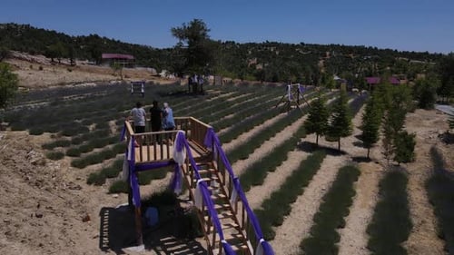 Lavender Garden