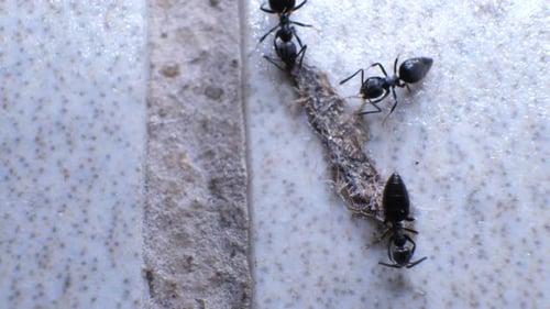 Ants