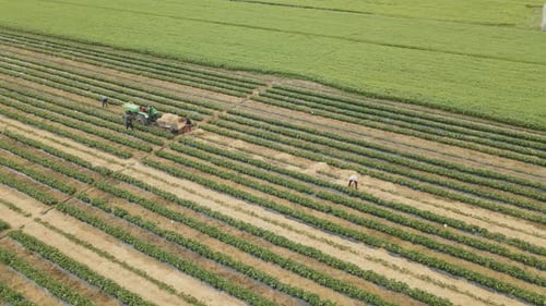 Drohne dreht sich um die Landarbeiter mit dem Traktor im Feld