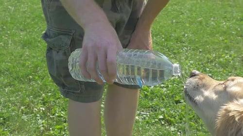 Owner Pouring Water For Golden Retriever Dog To Drink