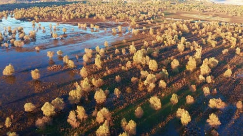 Des arbres jaunes sur un champ inondé projetant de longues ombres, par un après-midi ensoleillé. Paysage magnifique