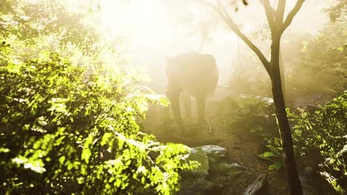 Big Elephant Looking From a Green Jungle to the Camera