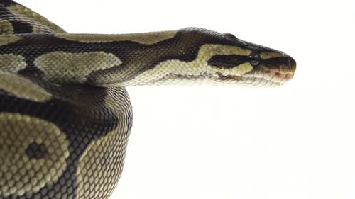 Royal Python or Python Regius on Wooden Snag in Studio Against a White Background. Close Up
