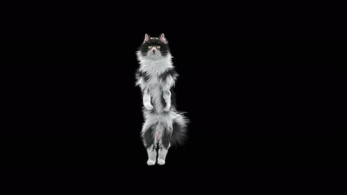 Cat Dancing 4K