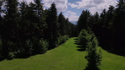 Pine Forests And Green Meadows