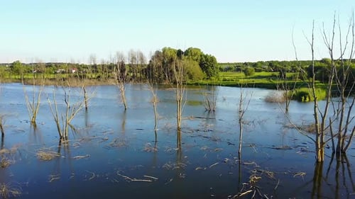 Dry Branches In The Lake. Global warming concept dead tree in the water