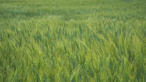 Grüner Weizen auf Feld 3