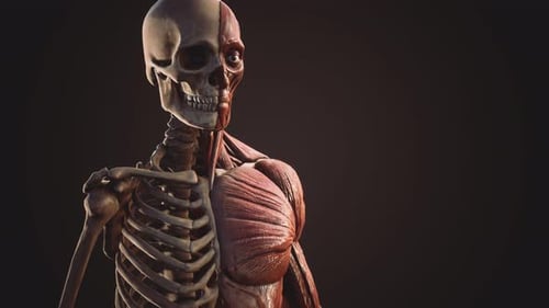 Detailed 3D Human Skeleton and Muscle Anatomy Animation