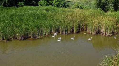 Schwarm Schwäne im Fluss. Luftaufnahme einer Herde von Schwänen, die im Teich schwimmen