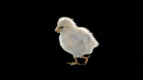 Animated Fluffy White Chick Standing and Looking Around
