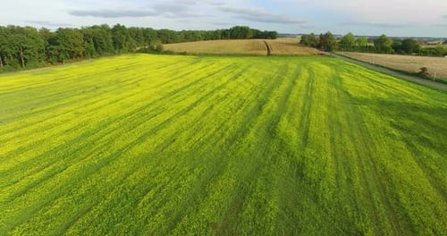 Aerial view of yellow rapeseed field
