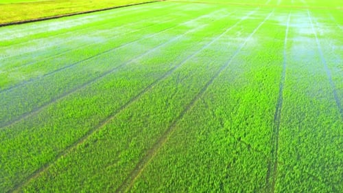 Aerial view of agriculture in rice sapling fields for cultivation