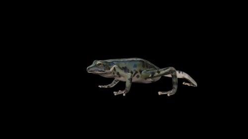 Realistic 3D Animated Frog Walking on Black Background