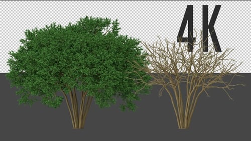 Lagerstroemia Croissance des arbres