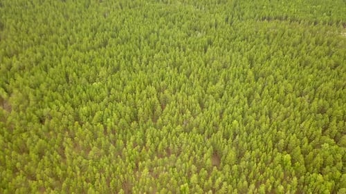 Grüne Kiefernwälder von oben