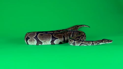 Royal Python o Python Regius sobre un fondo verde en el estudio