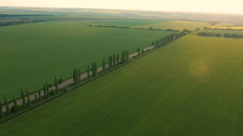 Aerial View Of Green Fields 25