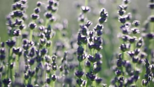 Lavender Flower Spring Background with Beautiful Purple Colors and Bokeh Lights