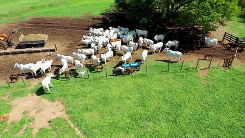 Cattle Herd Grazing on Green Pasture From Above