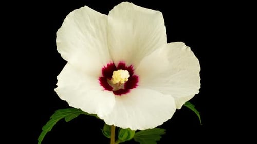 White Flower Blossom Blooming Against Black Background