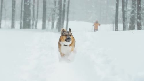 Funny Mixed Breed Dog Running Outdoor In Snow Snowy Forest