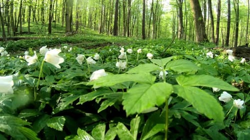 Delicate Spring White Flowers In Early Spring In The Forest