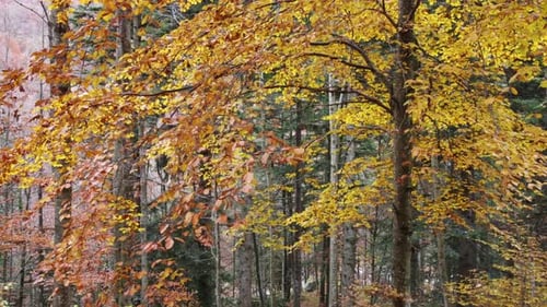 Autumn Mountain Forest Yellow Leaves Trees Foliage