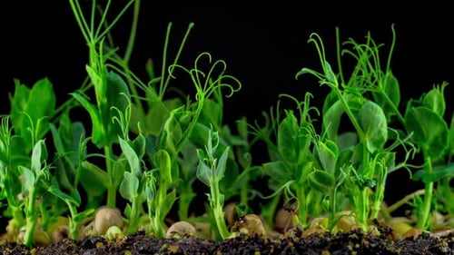 Seedlings Growing in Time Lapse on Black Background