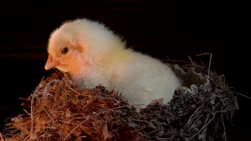 Tiny Yellow Chick Resting Inside Twig Nest