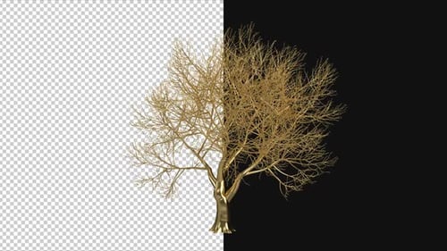 Elegant Golden Tree Growth Animation