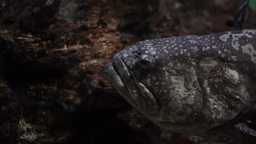 Close Up of Grouper Fish in Sea Water