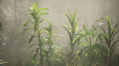 Le soleil brille à travers les arbres et le brouillard dans une rivière tropicale