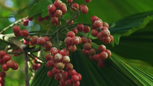 Beeren der wilden Kirsche