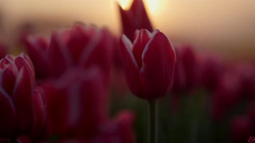 Tulips Blooming at Sunrise or Sunset