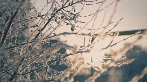 Thin Tree Twigs Covered with Fresh White Snow in Winter Park